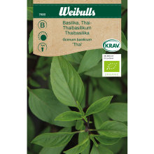 Thaibasilikum 'Thai' økologisk